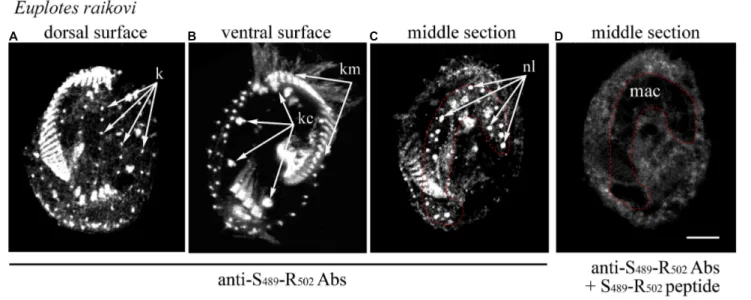 FIGURE 3 | Localization of Er-MAPK1 in E. raikovi. Representative images of cells incubated with antibodies directed against the sequence Ser 489 -Arg 502 of the