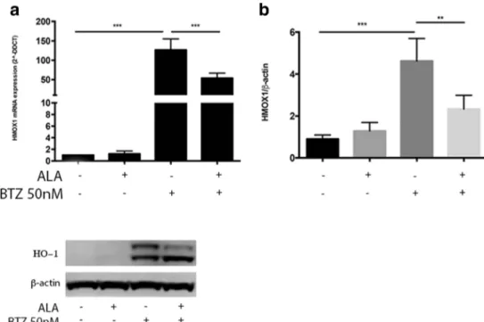 Fig. 2 Evaluation of HO-1 gene and protein expression on NB cell lines. a Evaluation of HO-1 gene expression after treatment with ALA (100 μM) alone, with BTZ (50 nM) alone, and with BTZ + ALA in combination, in NB cell lines