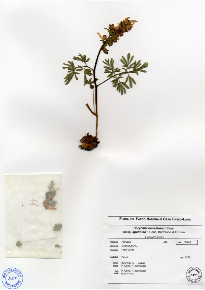 Fig. 5. Holotype of Corydalis densiflora subsp. apennina (APP no. 50943).