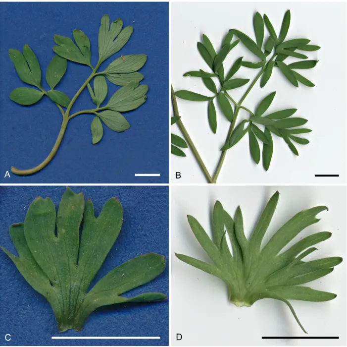 Fig. 6. A, C: Corydalis densiflora subsp. densiflora from Piano Battaglia (Madonie); B, D: Corydalis densiflora subsp
