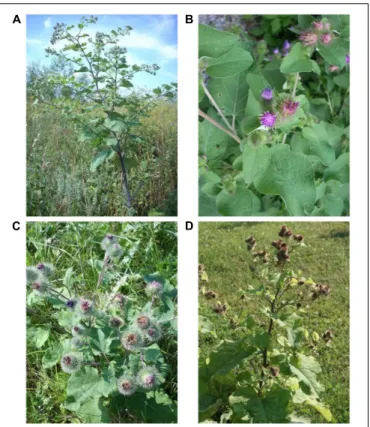 FIGURE 1 | Plants of Arctium. (A) Arctium lappa; (B) Arctium minus; (C) Arctium tomentosum; (D) Arctium nemorosum.