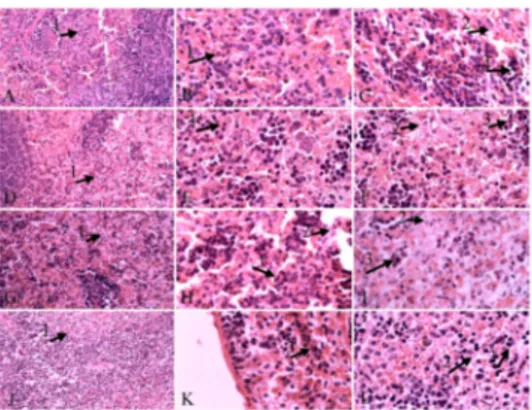 Figure 3. Spleen tissue. A, B, C: control group; D, E, F: carvacrol group; G, H, I: glucantime group; J, K, L : thymol group; (1), parasites in spleen cell (2), hemosiderin (3), H&amp;E staining, 40×, 100× magnification