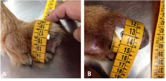 Figure 1. Clinical pictures of right hind paw melanoma. (a) A 17 cm haired, stiff and homoge-