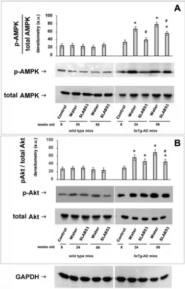 Fig. 4 shows an age-dependent increase of HbA1c in untreated AD mice. SLAB51 attenuated the increase in HbA1c plasma  con-centrations, proving that this probiotic mixture positively  in-ﬂuences glucose metabolism in AD mice.