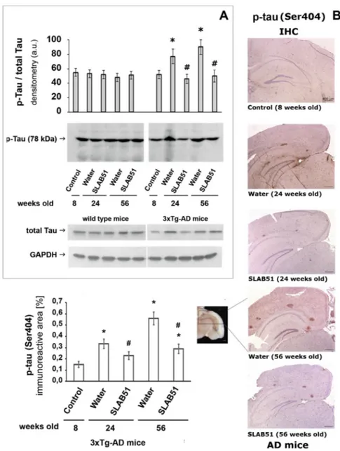 Fig. 3. Phosphorylated tau levels in wt and AD mice treated with SLAB51 for 16 and 48 weeks