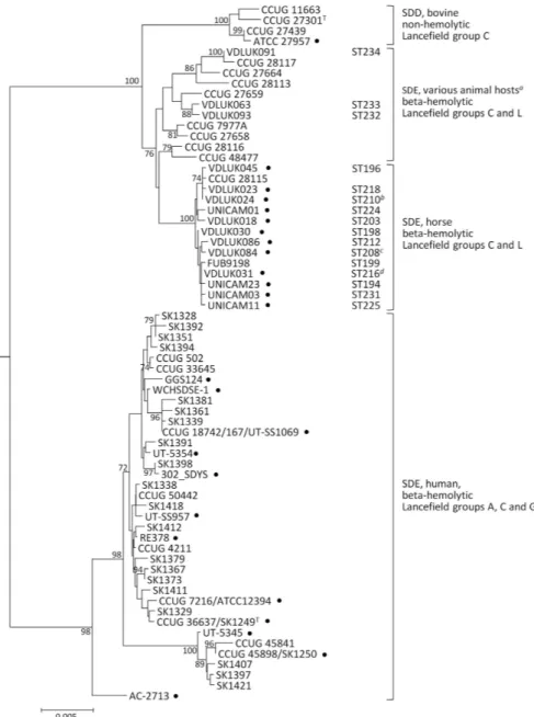Figure 3.  Neighbor-joining tree of S. dysgalactiae based on the concatenated sequences of the seven genes  used in MLSA