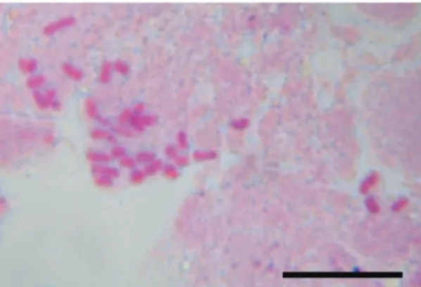 Figure 15. Taraxacum olivaceum Soest, 2n = 32. Scale bar: 10 μm.