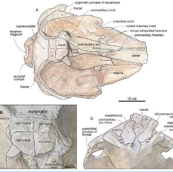 Figure 4 Cranium of Chavinziphius maxillocristatus in dorsal and anterior view. Cranium of the holotype (MUSM 2538) of C