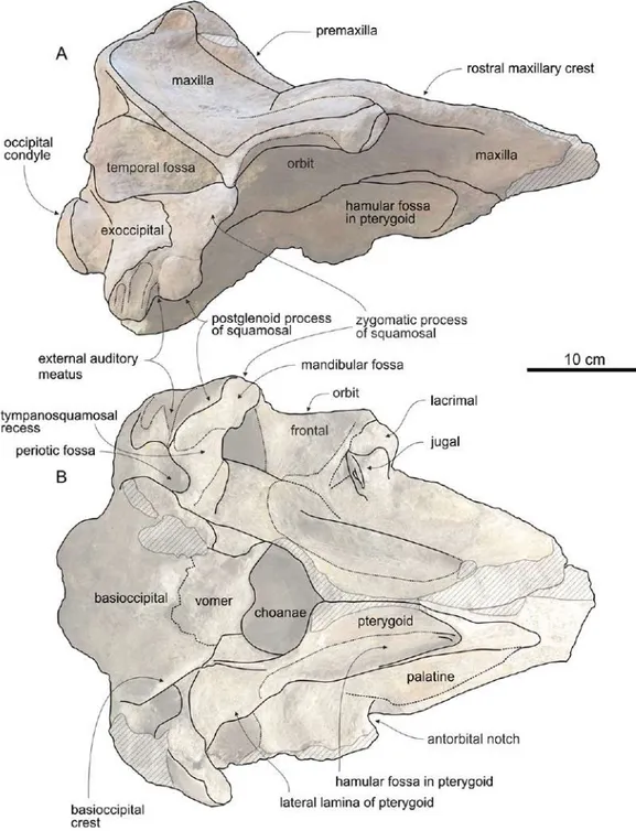 Figure 5 Cranium of Chavinziphius maxillocristatus in lateral and ventral view. Cranium of the holotype (MUSM 2538) of C