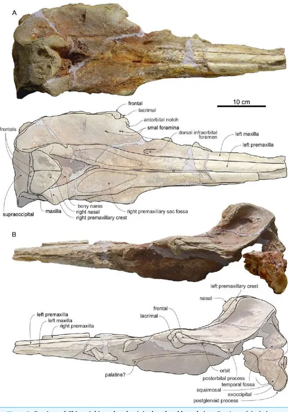 Figure 7 Cranium of Chimuziphius coloradensis in dorsal and lateral view. Cranium of the holotype (MUSM 2548) of C