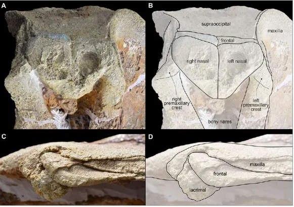 Figure 8 Vertex and antorbital process of Chimuziphius coloradensis. Details of the cranium of the holotype (MUSM 2548) of C