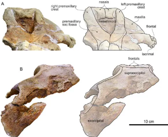 Figure 9 Cranium of Chimuziphius coloradensis in anterior and posterior view. Cranium of the holotype (MUSM 2548) of C