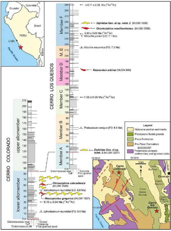 Figure 1 Locality and stratigraphy. Geographical position (stars) of Cerro Colorado and Cerro Los Quesos (Pisco Basin, southern coast of Peru) and related composite stratigraphic sections showing the distribution of fossil ziphiids, including the specimens