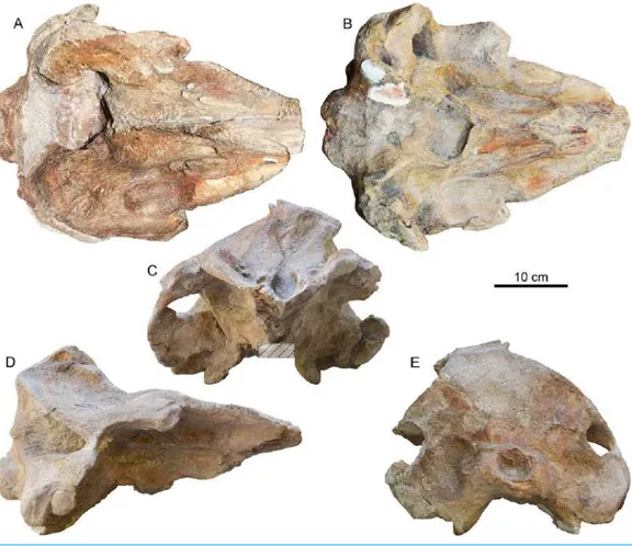 Figure 2 Cranium of Chavinziphius maxillocristatus. Cranium of the holotype (MUSM 2538) of C