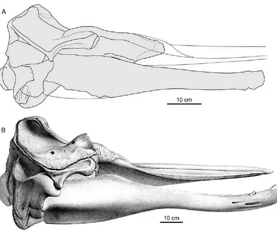 Figure 3 Comparison between Chavinziphius maxillocristatus and Beradius arnouxii skulls