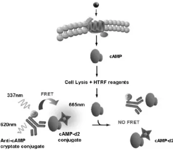 Fig.  (9).  Intracellular  biosensors  for  cAMP,  cGMP,  and  protease 