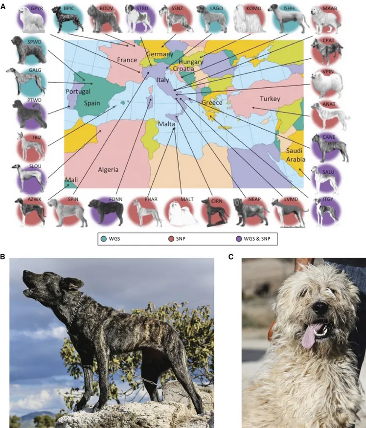 Figure 1 Dog breeds used in molecular analyses. (A) Geographic representation of the region of origin for the 23 Mediterranean breeds