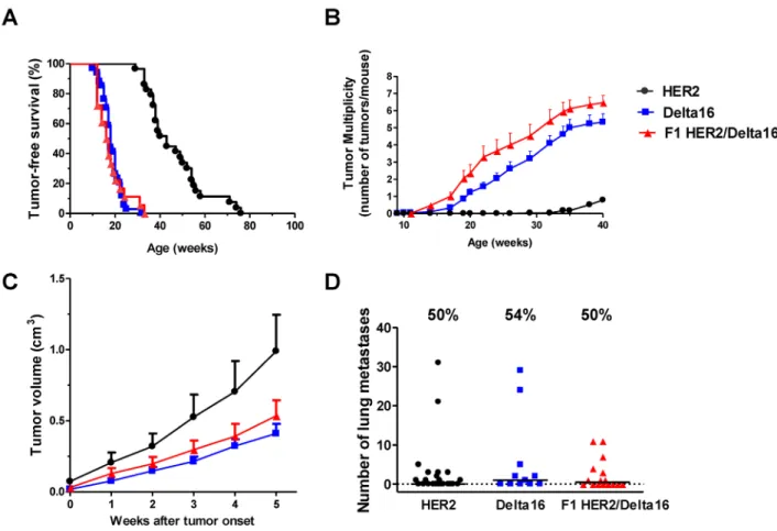 Figure 1: Spontaneous mammary carcinogenesis in F1 HER2/Delta16 mice compared to parental HER2 and Delta16  mice