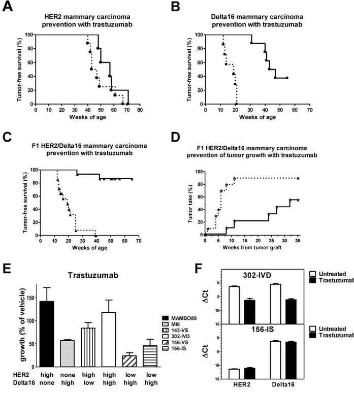 Figure 4: Response to trastuzumab treatment in vivo and in vitro.  (A-C) Prevention of autochthonous mammary carcinogenesis  by trastuzumab treatment