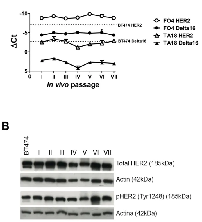 Figure 6: Kinetics of HER2 and Delta16 expression in serial transplants of human breast cancer patient-derived  xenografts (PDX) FO4 and TA18