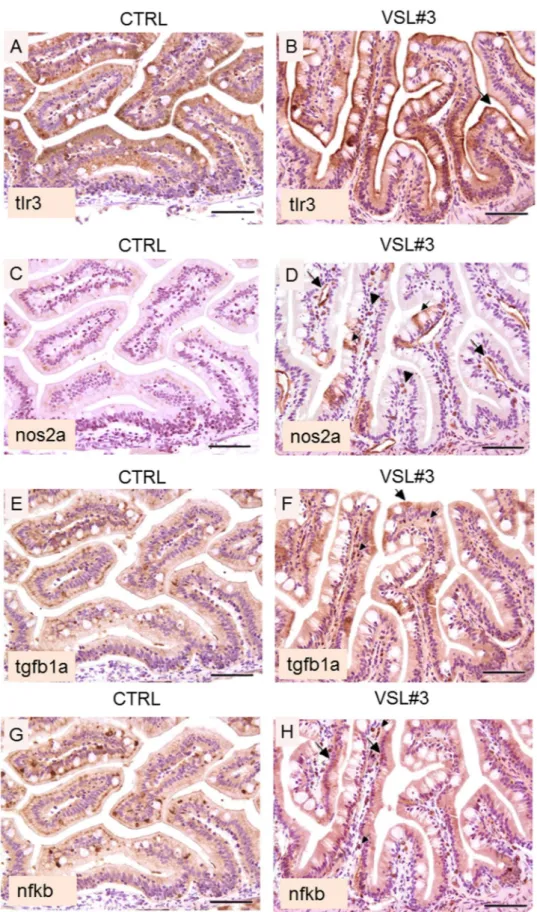 Figure 4. (A) Intestine section from untreated fish; note the evident reduction in intensity of tlr3 staining 