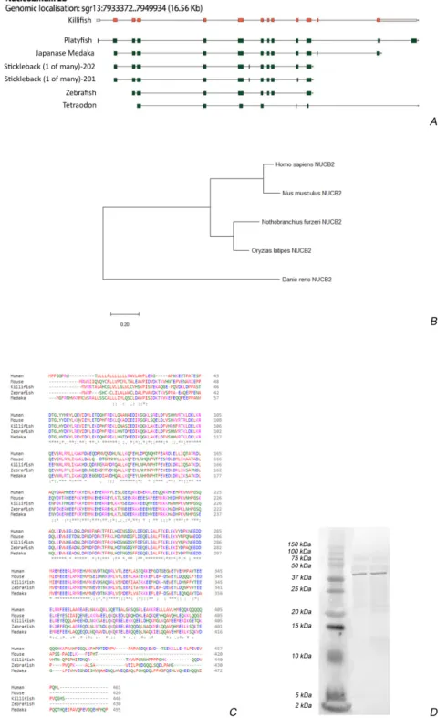 Figure 1. NUCB2B gene structure and Nesfatin–1 peptide analysis:  (A) NUCB2B intron/exon gene 