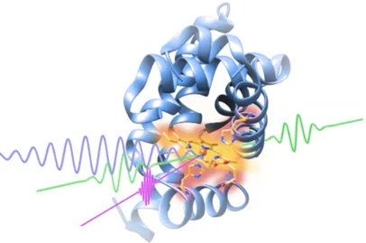 Figure 4. Schematic view of a time-resolved (pump–probe) Raman experiment on a protein.