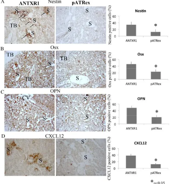 Fig.  (3).  Immunohistochemistry  and  quantification  of  Nestin  (A),  Osx  (B),  OPN  (C)  and  Cxcl12  (D)  expression  in  pATRex-treated  and 