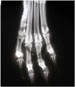 Figure 1. Lateral thoracic radiograph. A well-defined cir- cir-cular lesion is visible in the caudal thorax