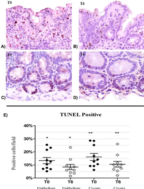 Figure 7. TUNEL apoptosis in HIV-1-infected patients before (T0) and after 6 (T6) months of probiotic supplementation
