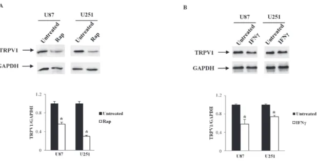 Figure 3: TRPV1 translation regulation by Rap and IFNγ in glioma cell lines.  U87 and U251 glioma cell lines were treated  with Rap (10 μM), or IFNγ (100 μM) and cellular lysates from treated glioma cells were immunoblotted with anti-TRPV1 antibody