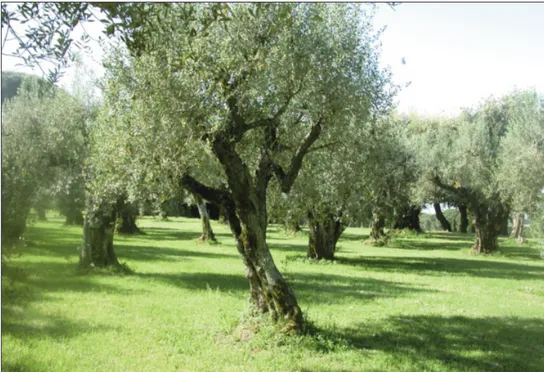 Fig. 1. The extensive area of farmland planted with olive trees is characterized by an interesting bryoflora.