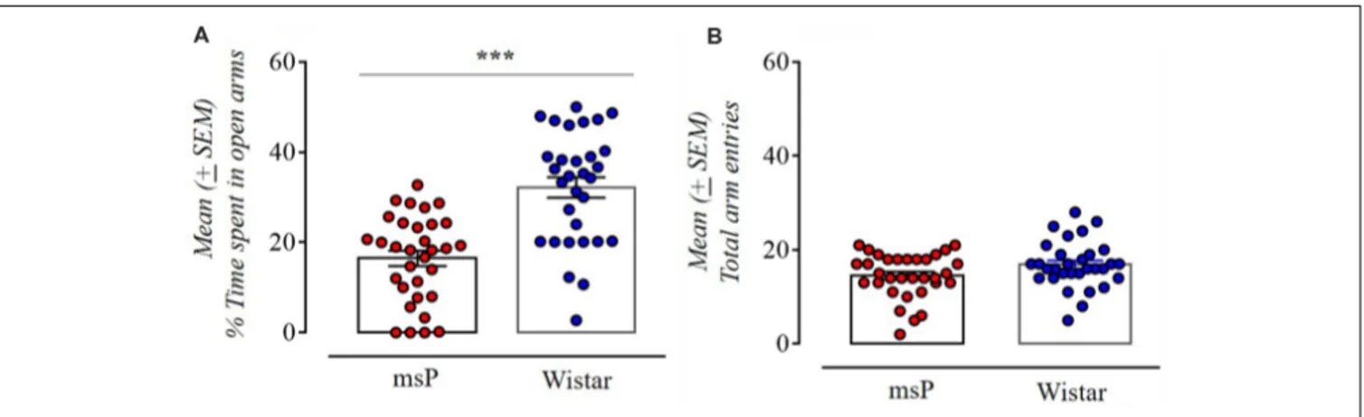 FIGURE 1 | Anxiety-like behavior of Wistar (n = 31) and Marchigian Sardinian alcohol preferring (msP) rats (n = 32) assessed in the elevated-plus maze (EPM) test
