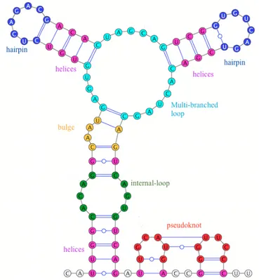 Figure 1: Structural elements: the five structural elements of RNA structure, namely helix (pink), hairpin(blue), bulge(orange),