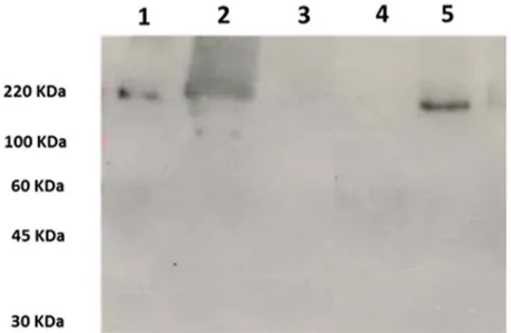 Figure  2.  Western  blot  analysis  using  mAbKT4  to  probe  50‐fold  concentrated  crude  extracts  of  (1) 