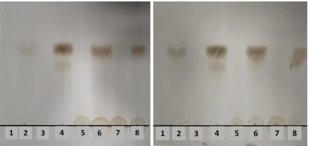 Figure 4. Thin-layer chromatogram of hydrolysis products of laminarin by crude killer toxins (KTs)