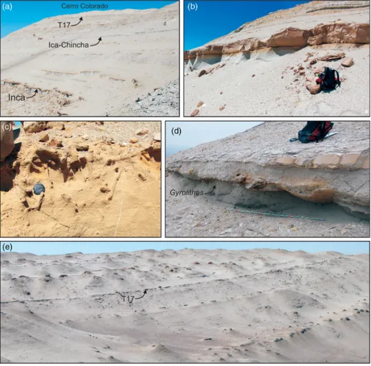 Figure 7. (a) Panoramic view of the northeastern side of Cerro Colorado showing the three marker beds in the upper allomember; (b) detail of the more resistant Inca marker bed standing out of the weathered surface and (c) frequently bioturbated by Thalassi