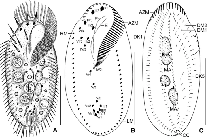 Figure 2 Line diagrams of Rigidocortex quadrinucleatus from life (A) and after protargol impregnation (B, C)