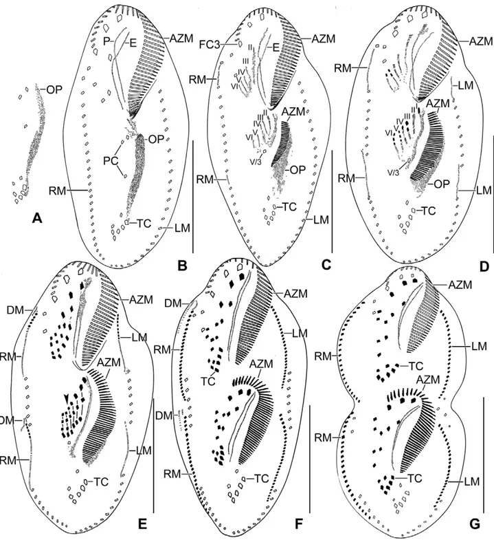 Figure 4 Line diagrams of protargol stained early (A –D), middle (E), late dividers (F, G) of Rigidocortex quadrinucleatus