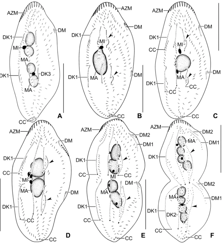 Figure 5 Line diagrams of protargol stained early (A), middle (B, C), late dividers (D –F) of Rigidocortex quadrinucleatus, showing the details of the event on the dorsal surface with respect to the nuclear division