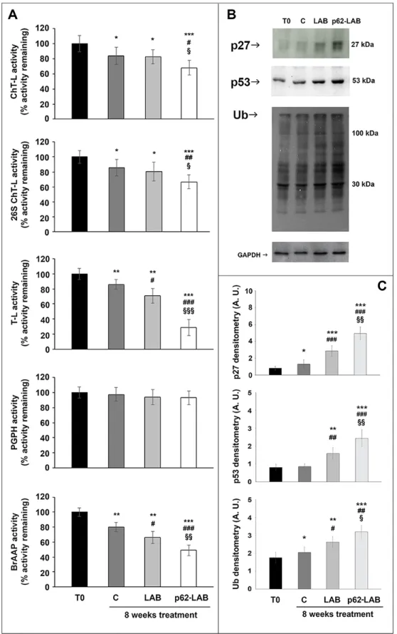 Figure 5. Proteasome functionality in brain homogenates of 3xTg-AD mice.  The ChT-L, T-L, PGPH and BrAAP components of the 20S  proteasome and the ChT-L activity of the 26S proteasome were measured using fluorogenic peptides as reported in the Material and