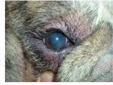 Figure 4. Same eye of Figure 3 after ten days of therapy. Normal eye, mucus discharge still present.