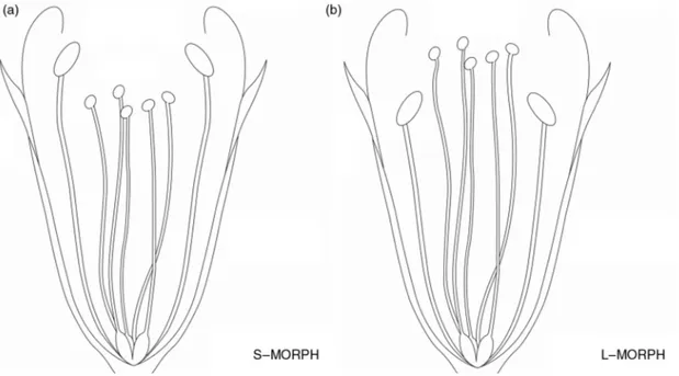 Fig. 1.  S-morph and L-morph flowers of Goniolimon italicum.