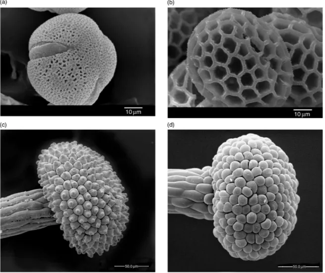 Fig. 3.  SEM microphotographs of pollen grains and stigmas. (a) pollen grain, S-morph/Type B (sensu Baker, 1966); (b) pollen grain, L-morph/Type 