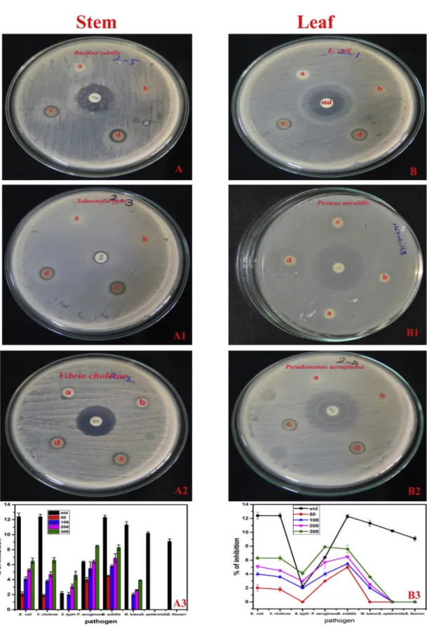 Fig. 4. Antimicrobial activity of in vitro raised plant (IRP) stem and leaf methanol extract against various pathogenic bacterial strains: A–A3 effects of methanol stem extract ; B–B3 effects of leaf methanol extract : (a) 50 l g/ml; (b) 100 l g/ml; (c) 20