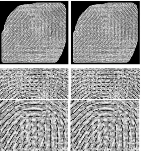 Figure 6 shows two magnified details taken from Figure 4. In the upper row we can see the area  surrounding  the  loop;  before  the  refinement  the  orientation  field  does  not  follows  the  ridges  where  their  curvature  is  very  high,  due  to  t