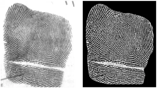 Figure 2 – An application of our pre-processing technique to a fingerprint image, on the left; the right  image is the algorithm output