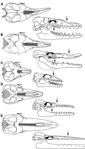 Figure 2. Postcranial Elements of Mystacodon selenensis gen. et sp. nov. MUSM 1917