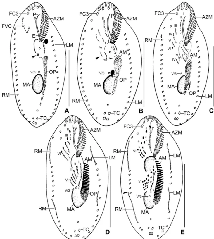 Fig 5. Line diagrams of protargol stained early dividers of Sterkiella tricirrata Italian population