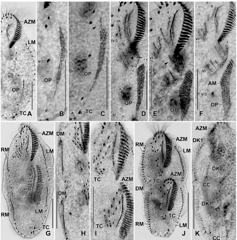 Fig 9. Photomicrographs of protargol stained early (A–D), middle (E, F), and late (G) dividers of Sterkiella tricirrata Indian population